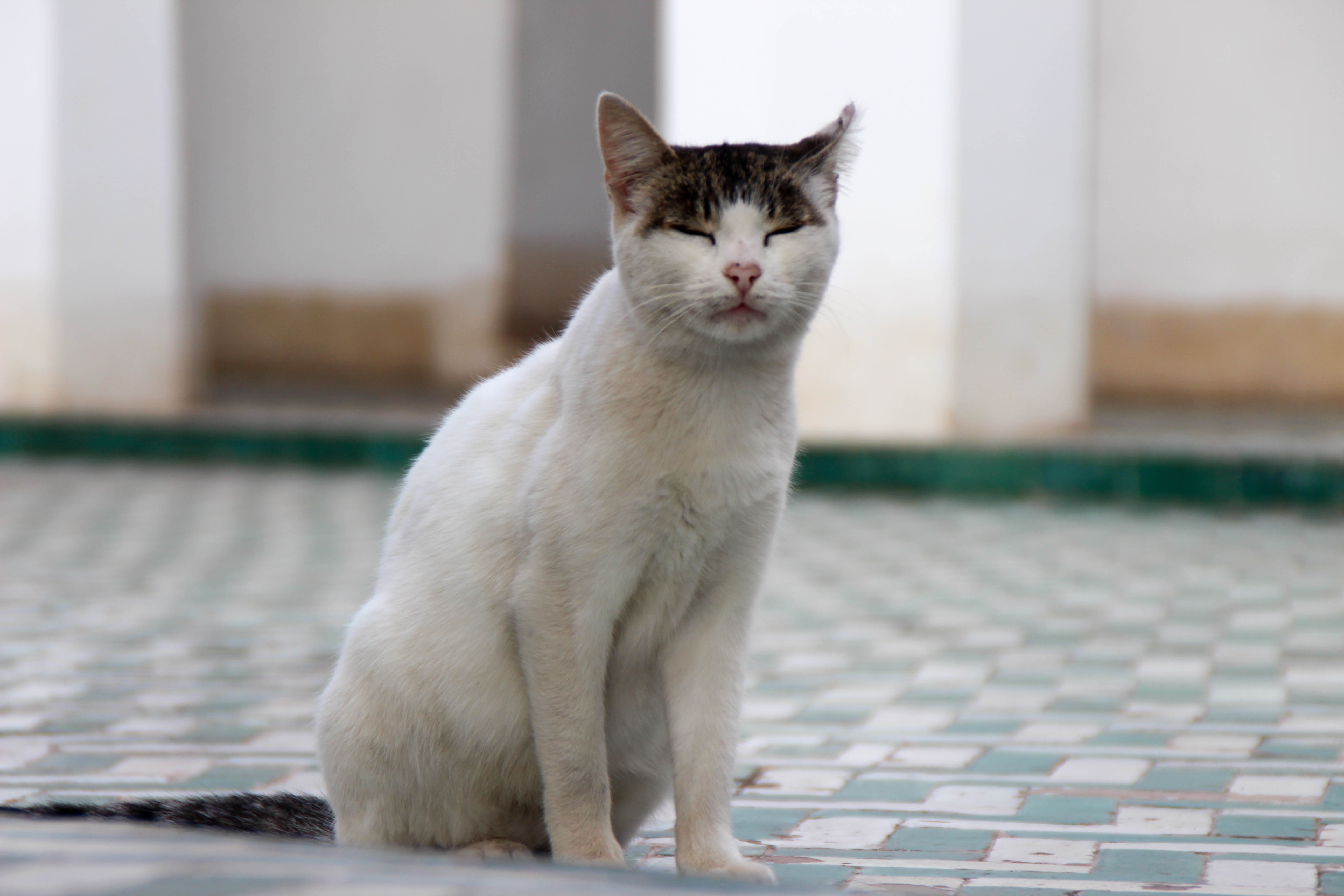 marrakesh2-cat